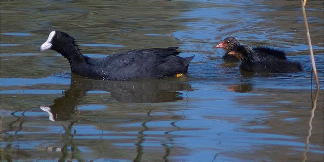 Fotja vulgar (Fulica atra)