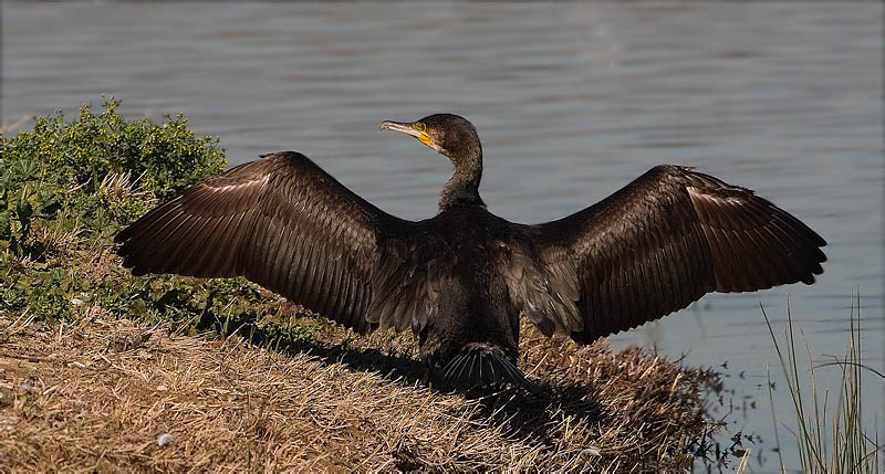 Corb marí gros (Phalacrocorax carbo)