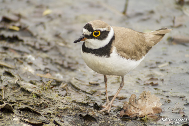 Corriol petit (Charadrius dubius)