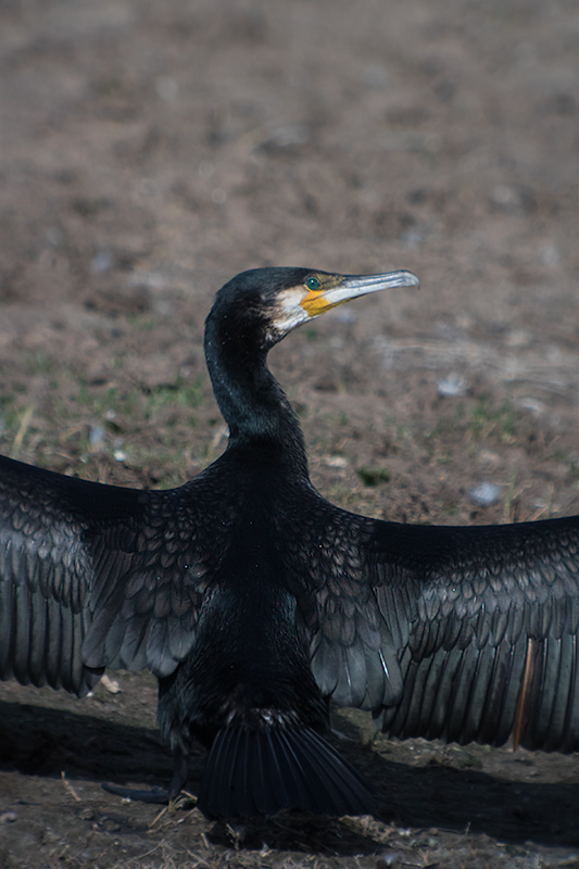 Corb marí (Phalacrocorax carbo)