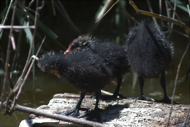 Juvenils de Fotja vulgar (Fulica atra) en plena higiene personal