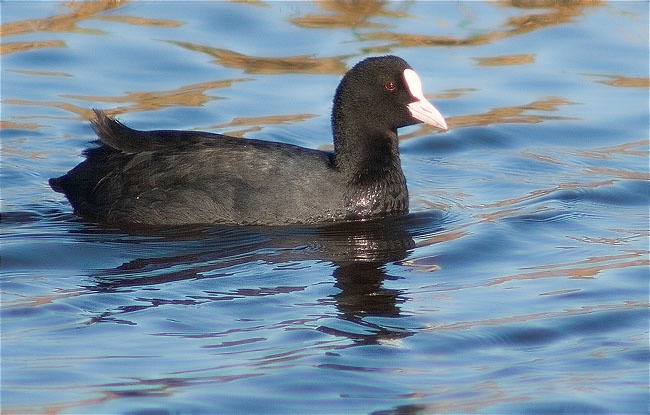 Fotja (Fulica atra)