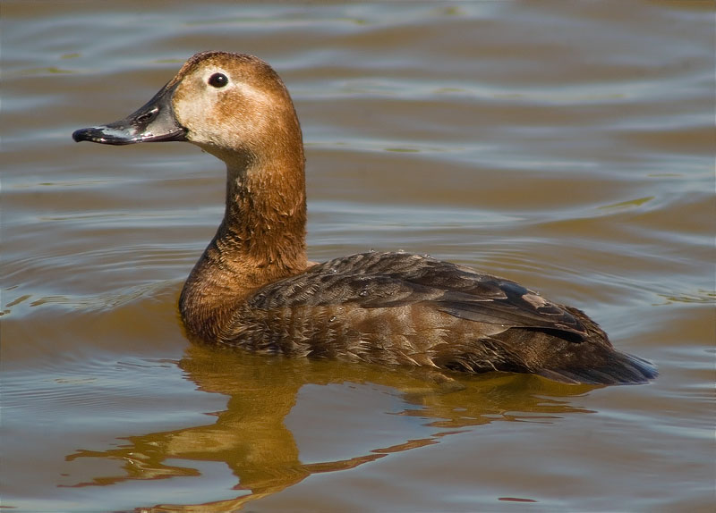 Femella de Morell de cap-roig (Aythya ferina)