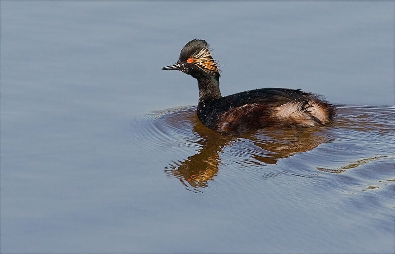 Cabussó coll-negre (Podiceps nigricollis)