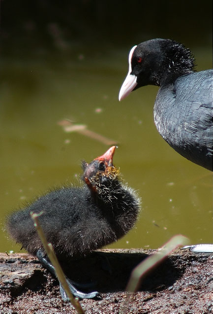 Juvenil de Fotja vulgar (Fulica atra) demanant menjar