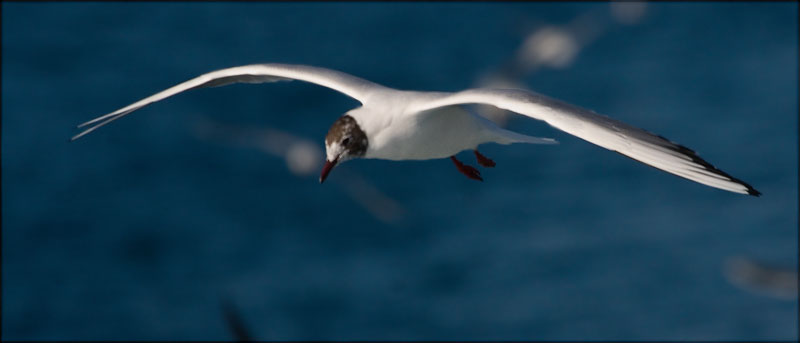 Gavina vulgar (Larus ridibundus)