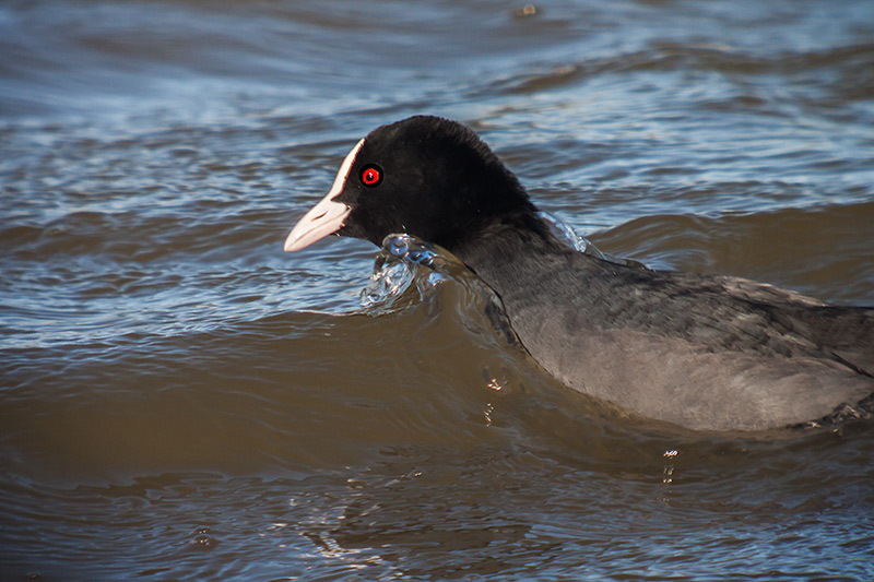 Fotja (Fulica atra)