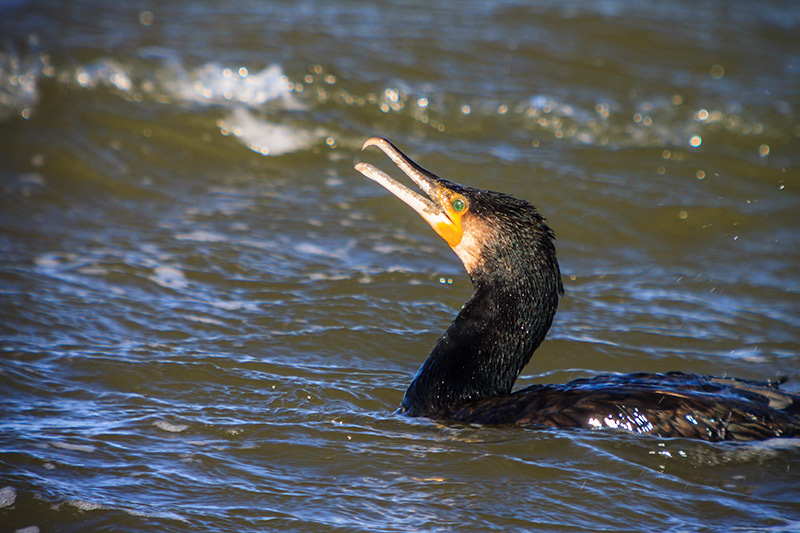 Corb marí  (Phalacrocorax carbo)