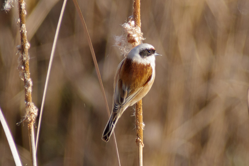 Teixidor (Remiz pendulinus)