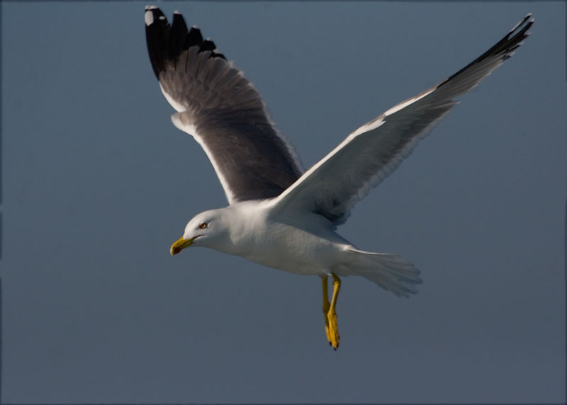 Gavià argentat (Larus michahellis)