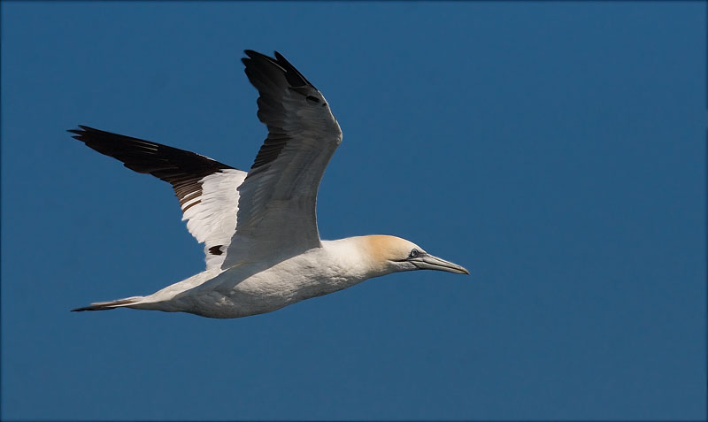 Mascarell (Morus bassanus)