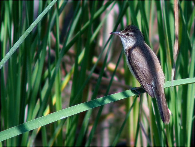 Balquer (Acrocephalus arundinaceus)