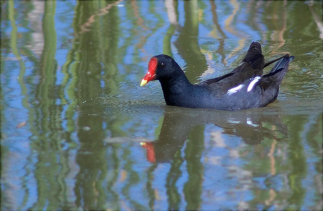 Polla d'aigua (Gallinula chloropus)