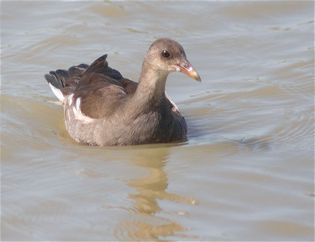 Jove de Polla d'aigua (Gallinula chloropus)