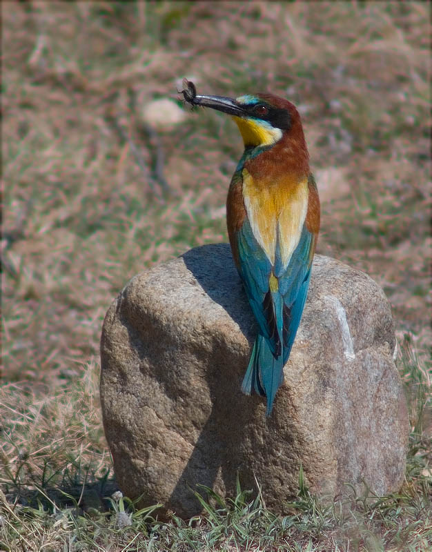 Abellerol (Merops apiaster)