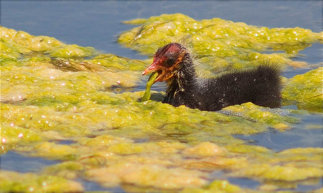 Infantil de Fotja (Fulica atra)