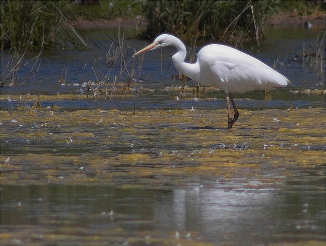 Agró blanc (Egretta alba)