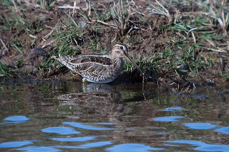 Becadell comú. Gallinago gallinago