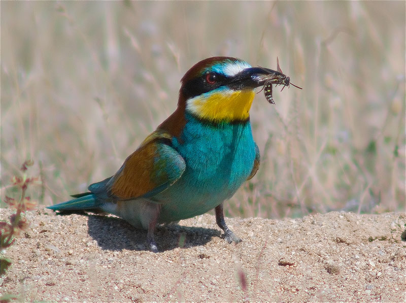 Abellerol (Merops apiaster)