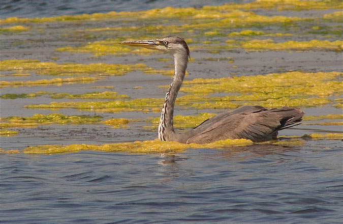 Cigne gris