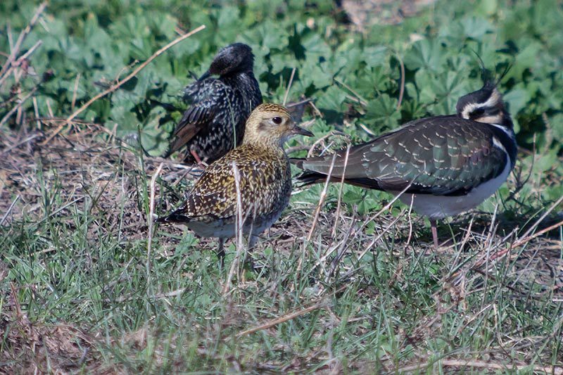 Daurada grossa. Pluvialis apricaria