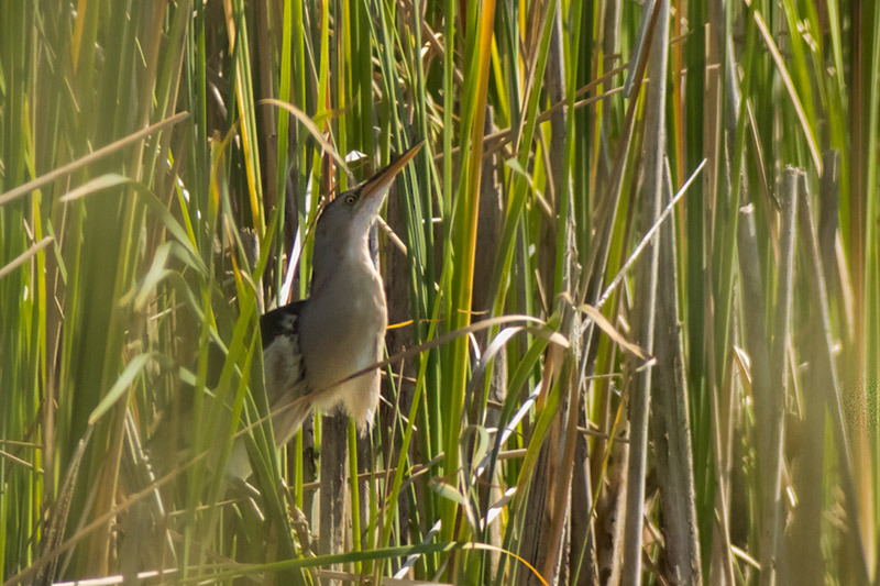 Martinet menut (Ixobrychus minutus)