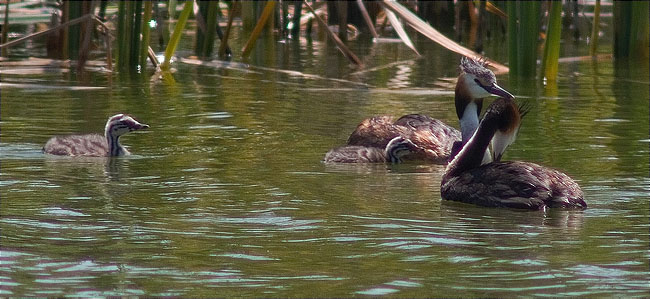 Família de Cabussó emplomallat (Podiceps cristatus)