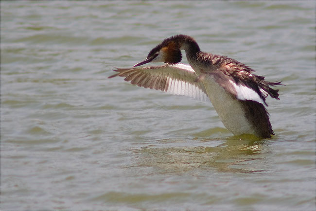 Cabussó emplomallat (Podiceps cristatus)