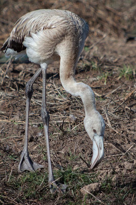 Flamenc. Phoenicopterus ruber