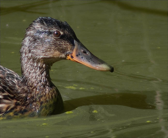 Ànec collverd (Anas platyrhynchos)