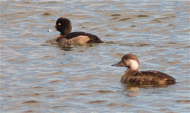 Femelles d'Ànec negre (Melanitta nigra) i de Morell de plomall (Aythya fuligula)