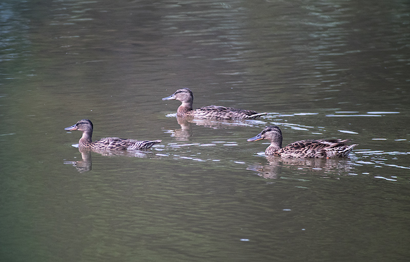 Ànec collverd (Anas platyrhynchos) Femella