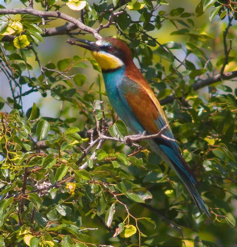 Abellerol (Merops apiaster)