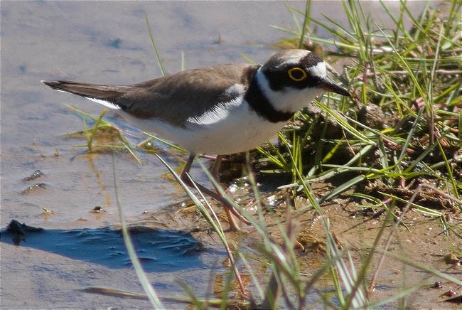 Corriol petit (Charadrius dubius)