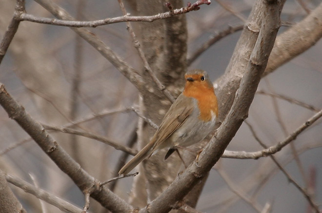 Pit-roig (erithacus rubecula)