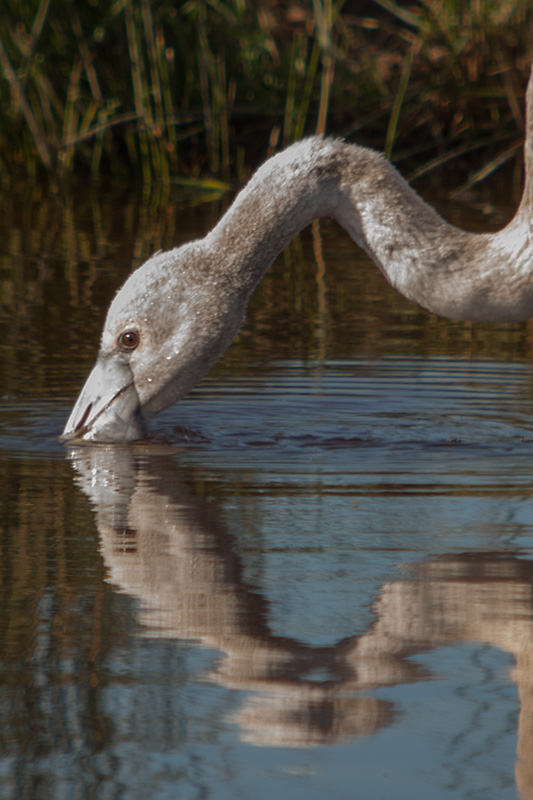 Flamenc. Phoenicopterus ruber