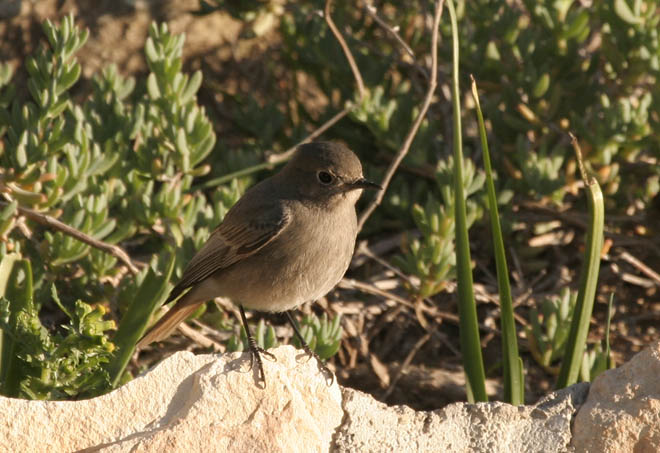 Cotxa Fumada (femella)