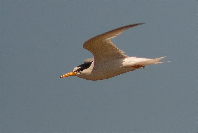 Xatrac menut (Sterna albifrons)