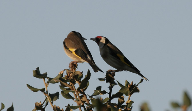 Caderneras