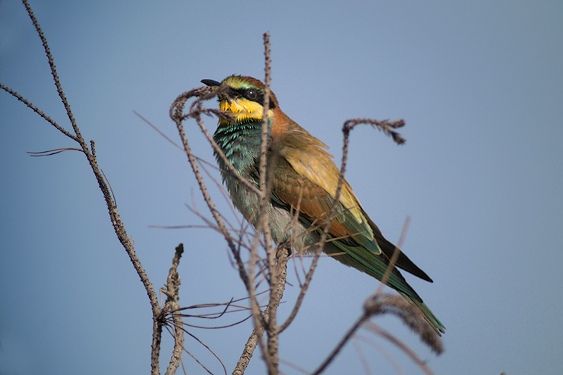 Abellerol (Merops apiaster)