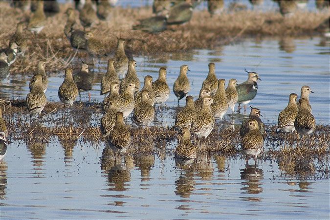 Daurada grossa (Pluvialis apricaria)