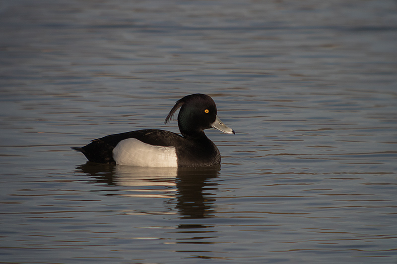 Morell de plomall (Aythya fuligula)