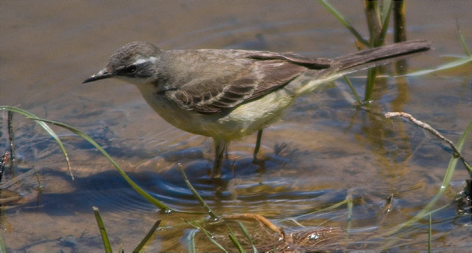 Jove de Cuereta groga ibèrica (Motacilla flava iberiae)