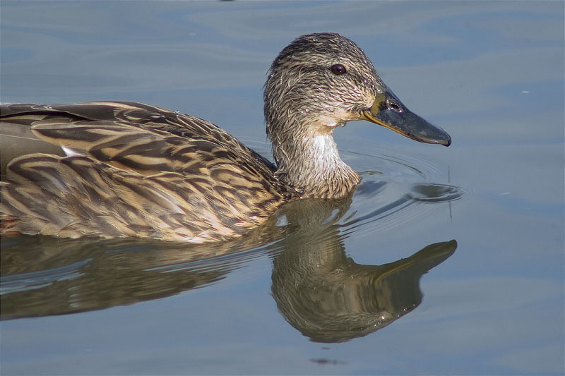 Femella d'Ànec collverd (Anas platyrhynchos)