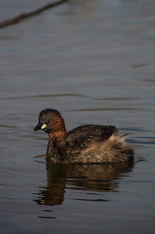 Cabusset (Tachybaptus ruficollis)