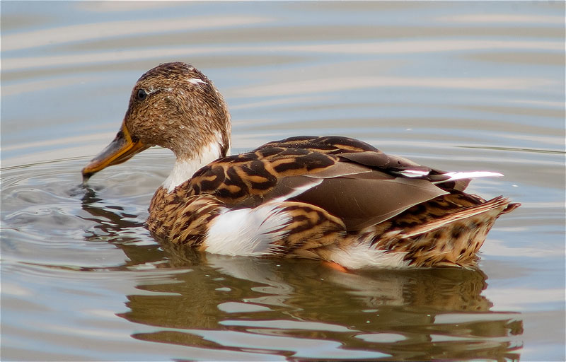 Ànec collverd (Anas platyrhynchos) amb leucisme