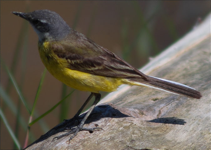 Cuereta groga ibèrica (Motacilla flava iberiae)