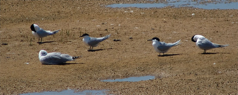 Xatrac bec-llarg (Sterna sandvicensis) 1/2