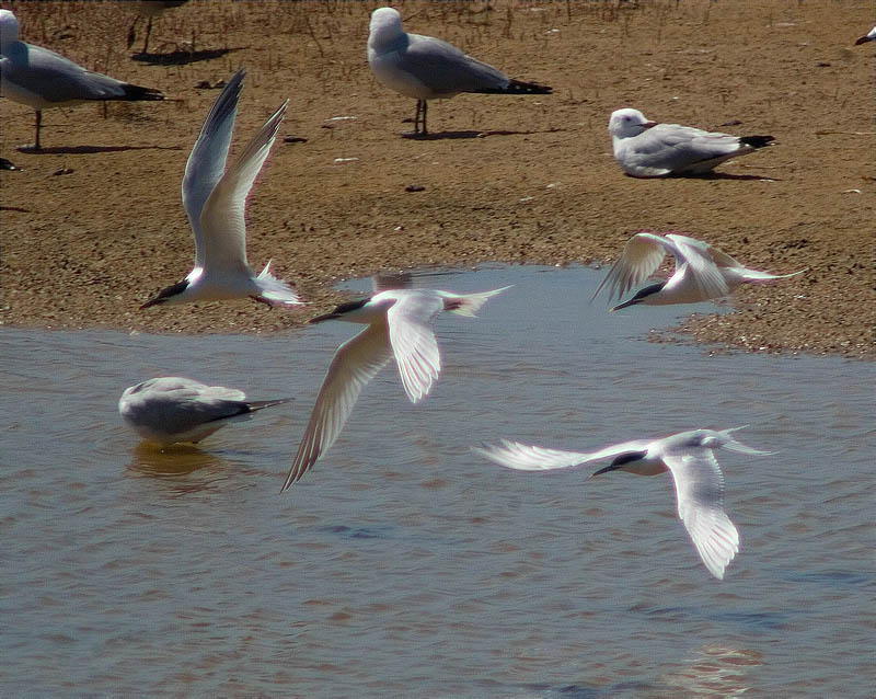 Xatrac bec-llarg (Sterna sandvicensis) 2/2
