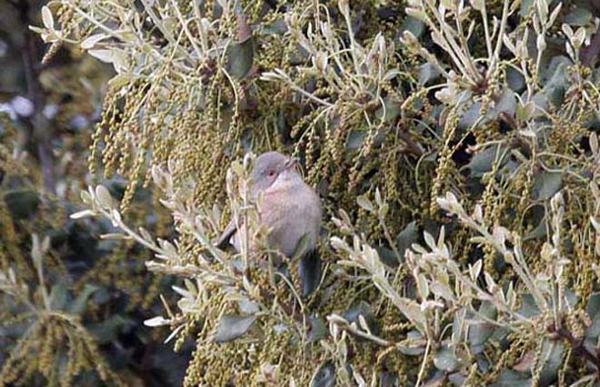 Tallarol de Garriga (femella)1/3